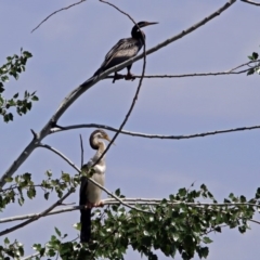 Anhinga novaehollandiae (Australasian Darter) at Fyshwick, ACT - 13 Jan 2019 by RodDeb