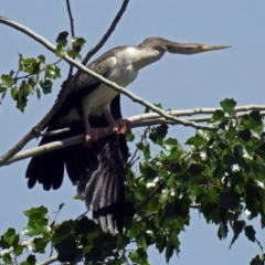 Anhinga novaehollandiae at Fyshwick, ACT - 13 Jan 2019