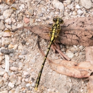 Austrogomphus guerini at Paddys River, ACT - 5 Jan 2019