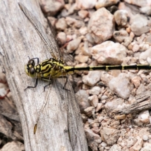 Austrogomphus guerini at Paddys River, ACT - 5 Jan 2019