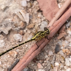 Austrogomphus guerini at Paddys River, ACT - 5 Jan 2019