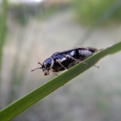 Pergidae sp. (family) (Unidentified Sawfly) at Mount Painter - 12 Jan 2019 by CathB