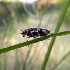 Pergidae sp. (family) at Cook, ACT - 13 Jan 2019