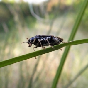 Pergidae sp. (family) at Cook, ACT - 13 Jan 2019