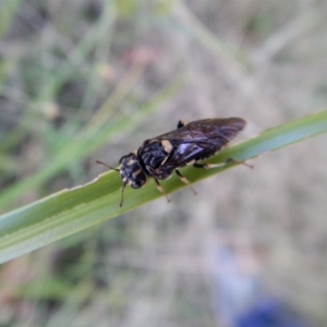 Pergidae sp. (family) at Cook, ACT - 13 Jan 2019