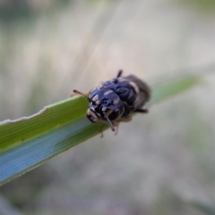 Pergidae sp. (family) at Cook, ACT - 13 Jan 2019