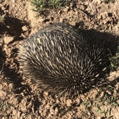 Tachyglossus aculeatus (Short-beaked Echidna) at Amaroo, ACT - 13 Jan 2019 by AaronClausen