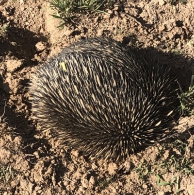 Tachyglossus aculeatus (Short-beaked Echidna) at Mulligans Flat - 13 Jan 2019 by AaronClausen