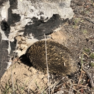 Tachyglossus aculeatus at Amaroo, ACT - 13 Jan 2019 05:24 PM