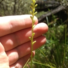 Microtis sp. aff. unifolia (Alpine onion orchid) at Paddys River, ACT - 13 Jan 2019 by MattM