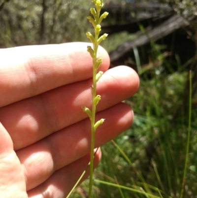 Microtis sp. aff. unifolia (Alpine onion orchid) at Paddys River, ACT - 13 Jan 2019 by MattM