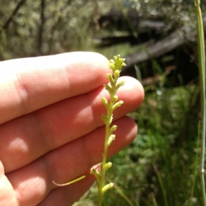 Microtis sp. aff. unifolia at Paddys River, ACT - 13 Jan 2019