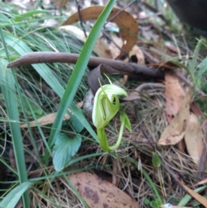 Pterostylis aneba at Tharwa, ACT - suppressed