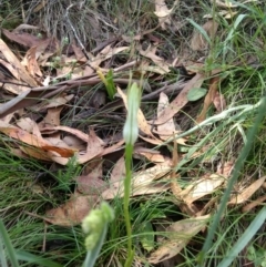 Pterostylis aneba at Tharwa, ACT - suppressed