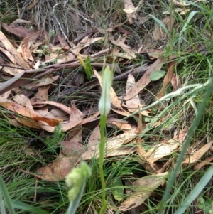 Pterostylis aneba at Tharwa, ACT - 13 Jan 2019