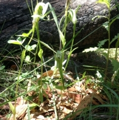 Pterostylis aneba at Tharwa, ACT - suppressed