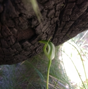 Pterostylis aneba at Tharwa, ACT - 13 Jan 2019