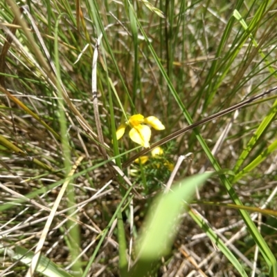 Diuris monticola (Highland Golden Moths) at Paddys River, ACT - 13 Jan 2019 by MattM