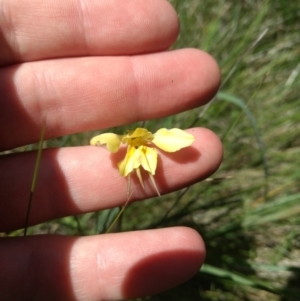 Diuris monticola at Paddys River, ACT - 13 Jan 2019