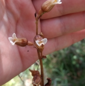 Gastrodia sesamoides at Namadgi National Park - 13 Jan 2019