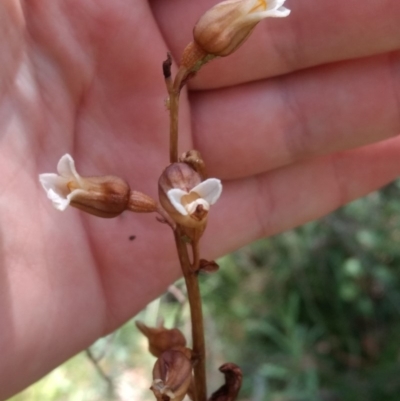 Gastrodia procera (Tall Potato Orchid) at Paddys River, ACT - 13 Jan 2019 by MattM