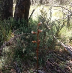 Gastrodia procera at Paddys River, ACT - 13 Jan 2019