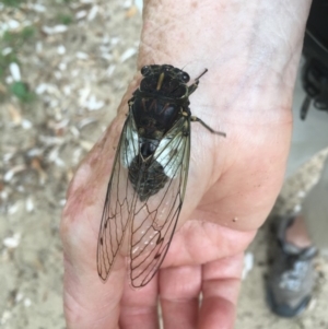 Arunta perulata at Bawley Point, NSW - 13 Jan 2019 04:54 PM