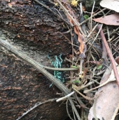 Chrysolopus spectabilis (Botany Bay Weevil) at Bawley Point, NSW - 13 Jan 2019 by Marg