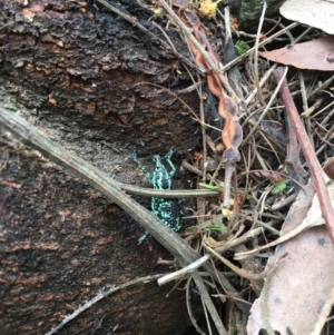 Chrysolopus spectabilis at Bawley Point, NSW - 13 Jan 2019