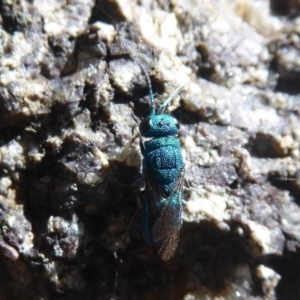 Primeuchroeus sp. (genus) at Namadgi National Park - 13 Jan 2019 11:58 AM