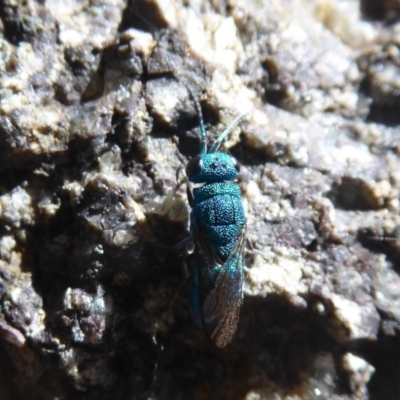 Primeuchroeus sp. (genus) (Cuckoo Wasp) at Cotter River, ACT - 13 Jan 2019 by Christine