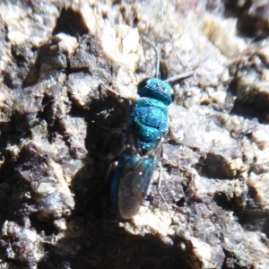 Primeuchroeus sp. (genus) at Namadgi National Park - 13 Jan 2019