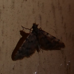 Metasia liophaea (A Crambid moth) at Namadgi National Park - 13 Jan 2019 by Christine