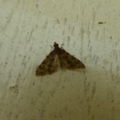 Metasia liophaea at Cotter River, ACT - 13 Jan 2019