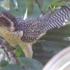 Eudynamys orientalis (Pacific Koel) at Flynn, ACT - 13 Jan 2019 by Christine