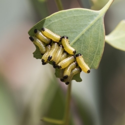 Paropsis atomaria (Eucalyptus leaf beetle) at The Pinnacle - 9 Feb 2019 by Alison Milton