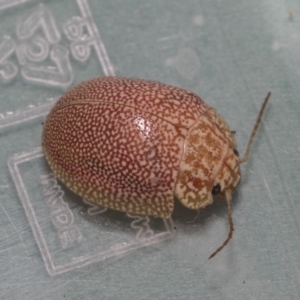 Paropsis atomaria at Dunlop, ACT - 10 Feb 2019 10:19 AM