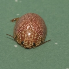 Paropsis atomaria at Dunlop, ACT - 10 Feb 2019 10:19 AM