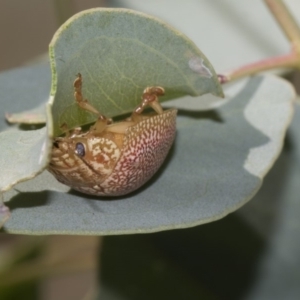 Paropsis atomaria at Dunlop, ACT - 10 Feb 2019 10:19 AM