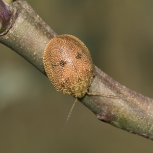 Paropsis atomaria at Dunlop, ACT - 10 Feb 2019 10:19 AM