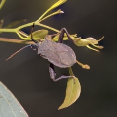 Amorbus (genus) (Eucalyptus Tip bug) at Dunlop, ACT - 10 Jan 2019 by AlisonMilton