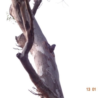Callocephalon fimbriatum (Gang-gang Cockatoo) at GG49 - 13 Jan 2019 by TomT