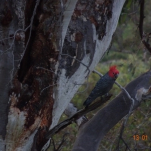 Callocephalon fimbriatum at Deakin, ACT - 13 Jan 2019