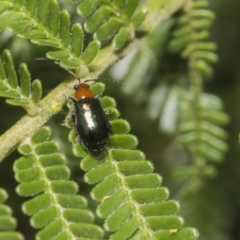 Adoxia benallae (Leaf beetle) at The Pinnacle - 11 Jan 2019 by AlisonMilton