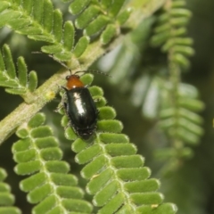 Adoxia benallae (Leaf beetle) at Hawker, ACT - 11 Jan 2019 by AlisonMilton