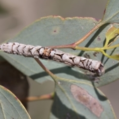 Gastrophora henricaria (Fallen-bark Looper, Beautiful Leaf Moth) at Higgins, ACT - 17 Feb 2019 by Alison Milton