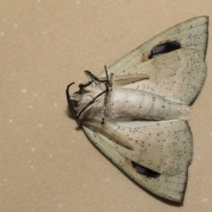 Gastrophora henricaria at Higgins, ACT - 17 Feb 2019 06:40 PM