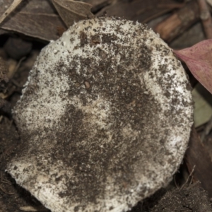 zz agaric (stem; gills white/cream) at Hawker, ACT - 11 Jan 2019