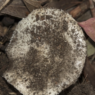 zz agaric (stem; gills white/cream) at Hawker, ACT - 11 Jan 2019 by Alison Milton