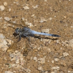 Orthetrum caledonicum (Blue Skimmer) at Dunlop, ACT - 2 Jan 2019 by AlisonMilton